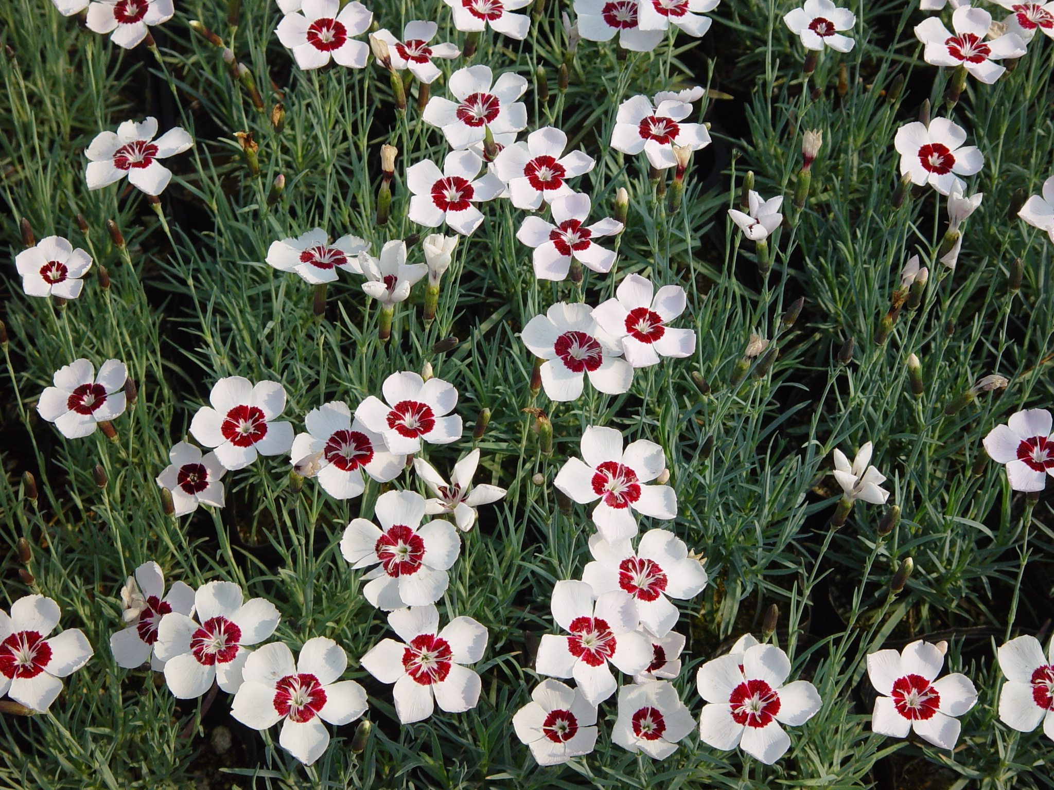 Dianthus plumarius 'Dainty Dame'